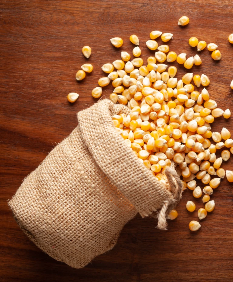 Kukurydza w worku