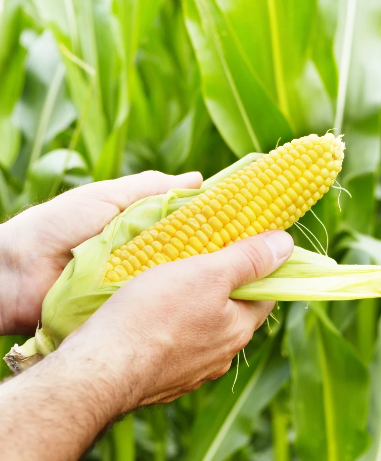 Trzymanie kukurydzy