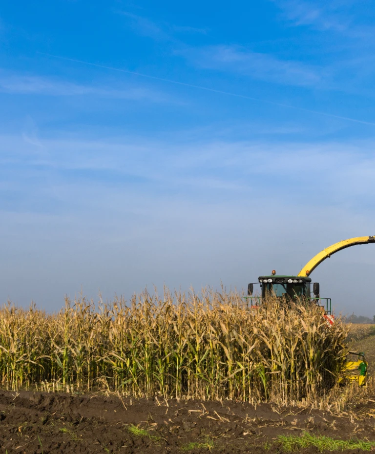 Kukurydza i ciągnik